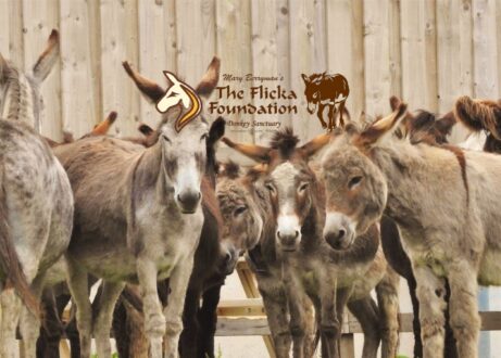 Flicka Foundation