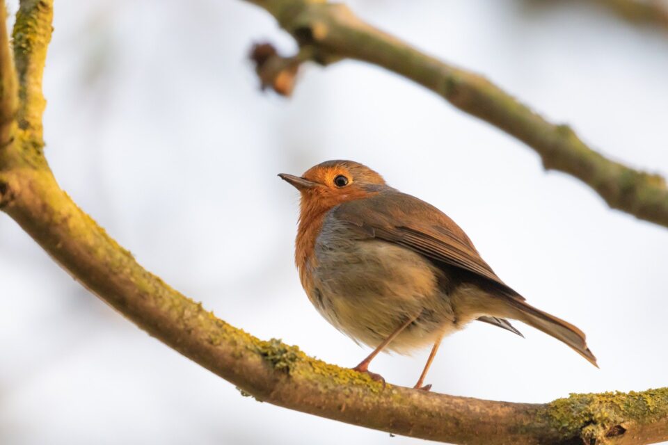 Wild bird feed sold at baileys country store in 20kg or 2kg bags