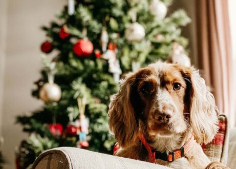 Pet Stocking Fillers