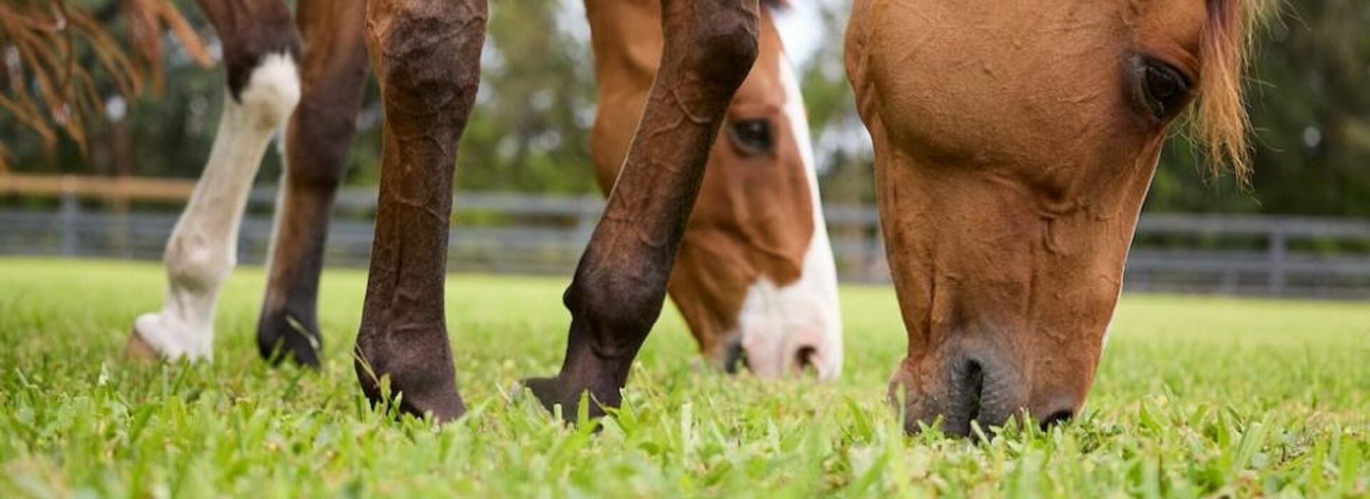 https://baileyscountrystore.co.uk/wp-content/uploads/2025/05/ponyss.bmp