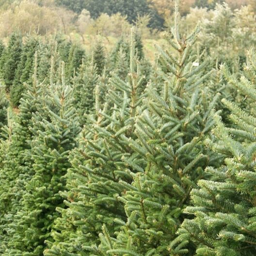 Christmas Tree min 3ft - Green