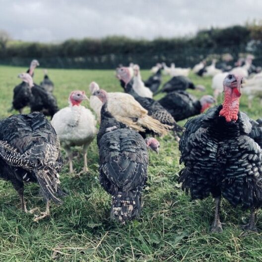 Free Range Turkey Breast Joint 2kg (4.4lb) Small