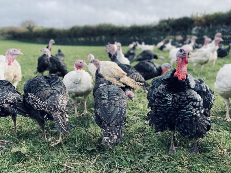 Cornish Free Range Turkey - Image 2